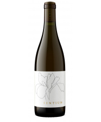 Bílé víno Continuum Sentium Sauvignon Blanc 2023